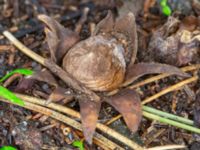 Geastrum floriforme Slottsparken, Malmö, Skåne, Sweden 20231119_0004