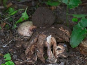 Geastrum melanocephalum - Hårig jordstjärna