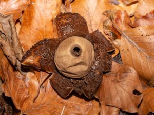 Geastrum michelianum - Collared Earthstar - Kragjordstjärna