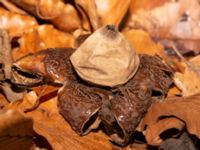 Geastrum michelianum Östra kyrkogården, Malmö, Skåne, Sweden 20230205_0018