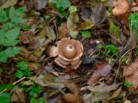 Geastrum michelianum Vaktstugan, Kullaberg, Höganäs, Skåne, Sweden 20181030_0104