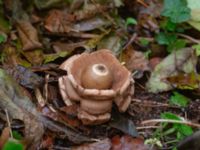 Geastrum michelianum Vaktstugan, Kullaberg, Höganäs, Skåne, Sweden 20181030_0105