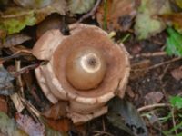 Geastrum michelianum Vaktstugan, Kullaberg, Höganäs, Skåne, Sweden 20181030_0106