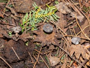 Geastrum striatum - Striate Earthstar - Kantjordstjärna