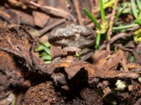 Geastrum striatum Ellstorpsparken, Malmö, Skåne, Sweden 20240208_0002