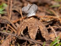 Geastrum striatum Ellstorpsparken, Malmö, Skåne, Sweden 20240208_0003