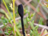 Geoglossum glabrum Hunneröds mosse, Svedala, Skåne, Sweden 20160717_0063