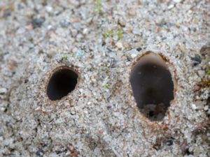 Geopora arenicola - Sandskål