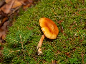 Gymnopilus penetrans - Common Rustgill - Fläckig bitterskivling