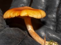 Gymnopilus penetrans 950 m SSV Ludaröd, Tomelilla, Skåne, Sweden 20181124_0116