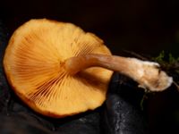 Gymnopilus penetrans 950 m SSV Ludaröd, Tomelilla, Skåne, Sweden 20181124_0117