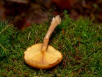 Gymnopilus penetrans 950 m SSV Ludaröd, Tomelilla, Skåne, Sweden 20181124_0119