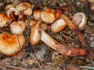 Gymnopus fusipes - Spindleshank Mushroom - Räfflad nagelskivling