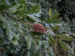 Gymnosporangium clavariiforme - Hagtornsrost