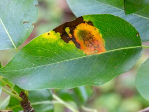 Gymnosporangium sabinae - Pear Rust - Päronrost