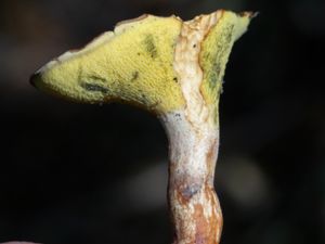 Gyrodon lividus - Alder Bolete - Alsopp