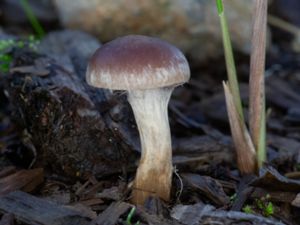 Hebeloma mesophaeum - Veiled Poisonpie - Diskfränskivling