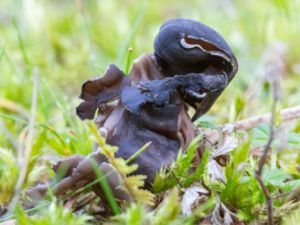 Helvella lacunosa - Slate Grey Saddle - Svart hattmurkla