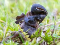 Helvella lacunosa Käglinge rekreationsområde, Malmö, Skåne, Sweden 20231101_0039