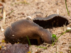 Helvella solitaria - Svart pokalmurkla