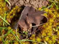 Helvella solitaria Bulltoftaparken, Malmö, Skåne, Sweden 20240507_0078