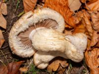 Hemipholiota populnea Beijers park, Malmö, Skåne, Sweden 20241108_0029