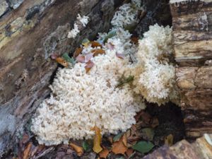 Hericium coralloides - Coral Tooth - Koralltaggsvamp