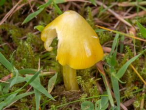 Hygrocybe acutoconica - Persistent Waxcap Mushroom - Spetsvaxskivling