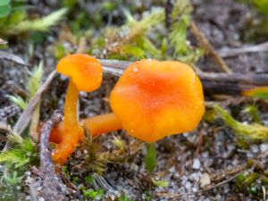 Hygrocybe calciphila - Limestone Waxcap - Kalkvaxskivling