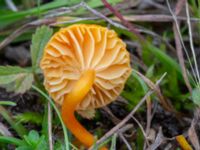 Hygrocybe calciphila Sandheden, Klagshamns udde, Malmö, Skåne, Sweden 20231010_0057