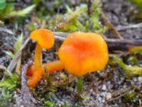 Hygrocybe calciphila Sandheden, Klagshamns udde, Malmö, Skåne, Sweden 20231010_0059