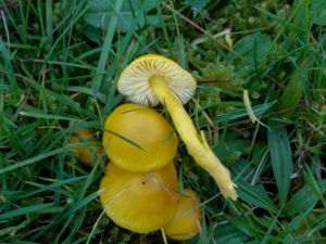 Hygrocybe ceracea - Butter Waxcap - Spröd vaxskivling