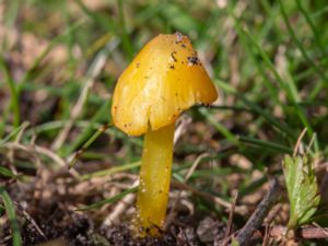 Hygrocybe chlorophana - Golden Waxcap - Gul vaxskivling