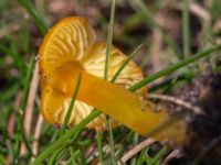 Hygrocybe chlorophana Fuktängen, Klagshamns udde, Malmö, Skåne, Sweden 20231010_0022