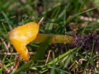 Hygrocybe chlorophana Fuktängen, Klagshamns udde, Malmö, Skåne, Sweden 20231010_0024