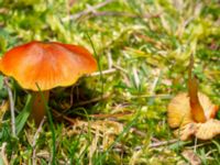 Hygrocybe conica Lernacken, Malmö, Skåne, Sweden 20241109_0038