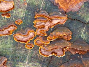 Hymenochaete rubiginosa - Oak Curtain Crust - Rostöra