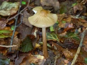 Hymenopellis radicata - Deep Root Mushroom - Rynkroting