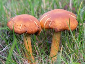 Hypholoma fasciculare - Sulphur Tuft - Svavelgul slöjskivling