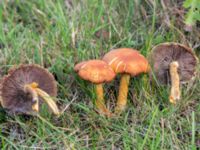 Hypholoma fasciculare Fuktängen, Klagshamns udde, Malmö, Skåne, Sweden 20231010_0001