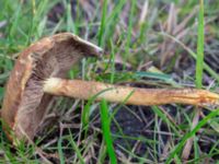 Hypholoma fasciculare Fuktängen, Klagshamns udde, Malmö, Skåne, Sweden 20231010_0003