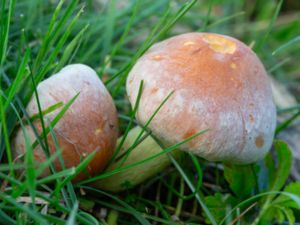 Hypholoma lateritum - Brick Cap - Tegelröd slöjskivling