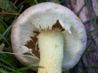 Hypholoma lateritum Fuktängen, Klagshamns udde, Malmö, Skåne, Sweden 20231010_0037