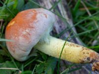 Hypholoma lateritum Fuktängen, Klagshamns udde, Malmö, Skåne, Sweden 20231010_0038