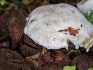 Hypomyces microspermus