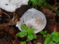 Hypomyces microspermus on Xerocomellus porosporus Östra kyrkogården, Malmö, Skåne, Sweden 20230801_0028