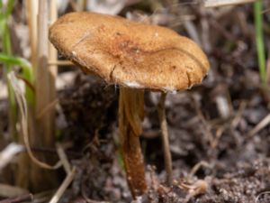 Inocybe dulcamara - Bittersöt tråding