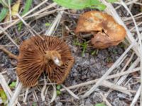 Inocybe dulcamara Sandheden, Klagshamns udde, Malmö, Skåne, Sweden 20230529_0062