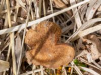 Inocybe dulcamara Sandheden, Klagshamns udde, Malmö, Skåne, Sweden 20230529_0069