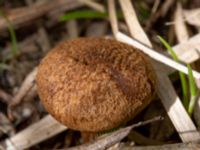 Inocybe dulcamara Sandheden, Klagshamns udde, Malmö, Skåne, Sweden 20230529_0070